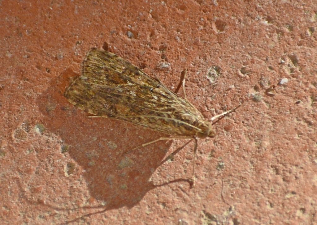 Nomophila noctuella (Crambidae)